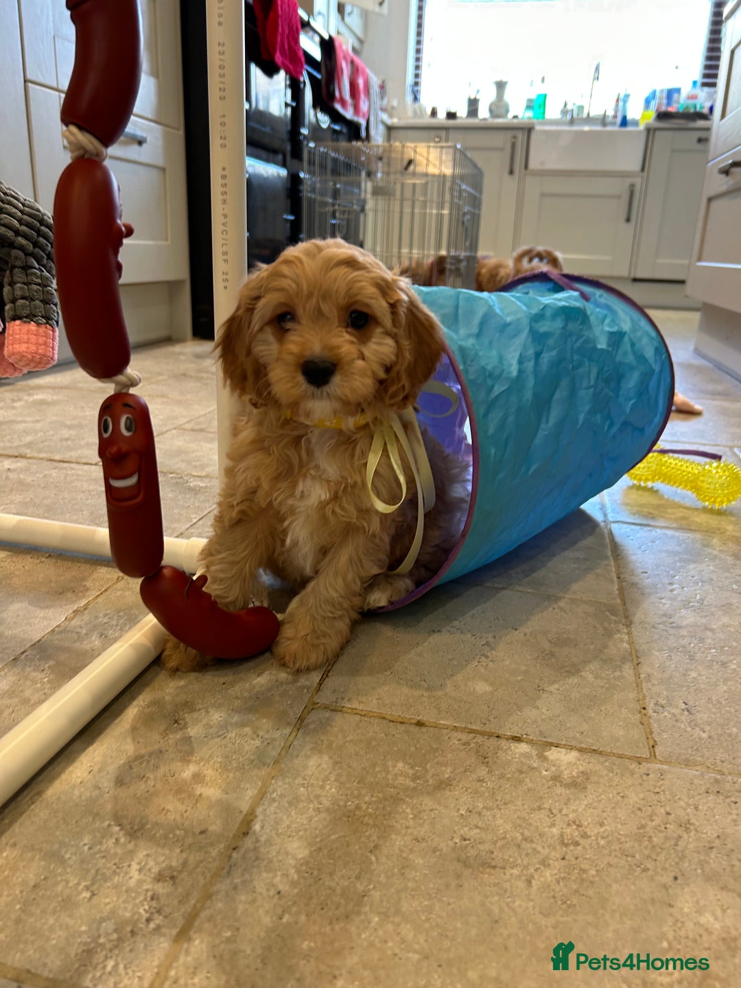 Cavapoo dogs for sale: Cavapoo F1 Ready Now - Advert 7
