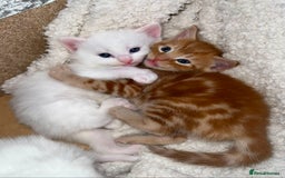 Mixed Breed cats for sale: Adorable kittens🐾 - Image 3