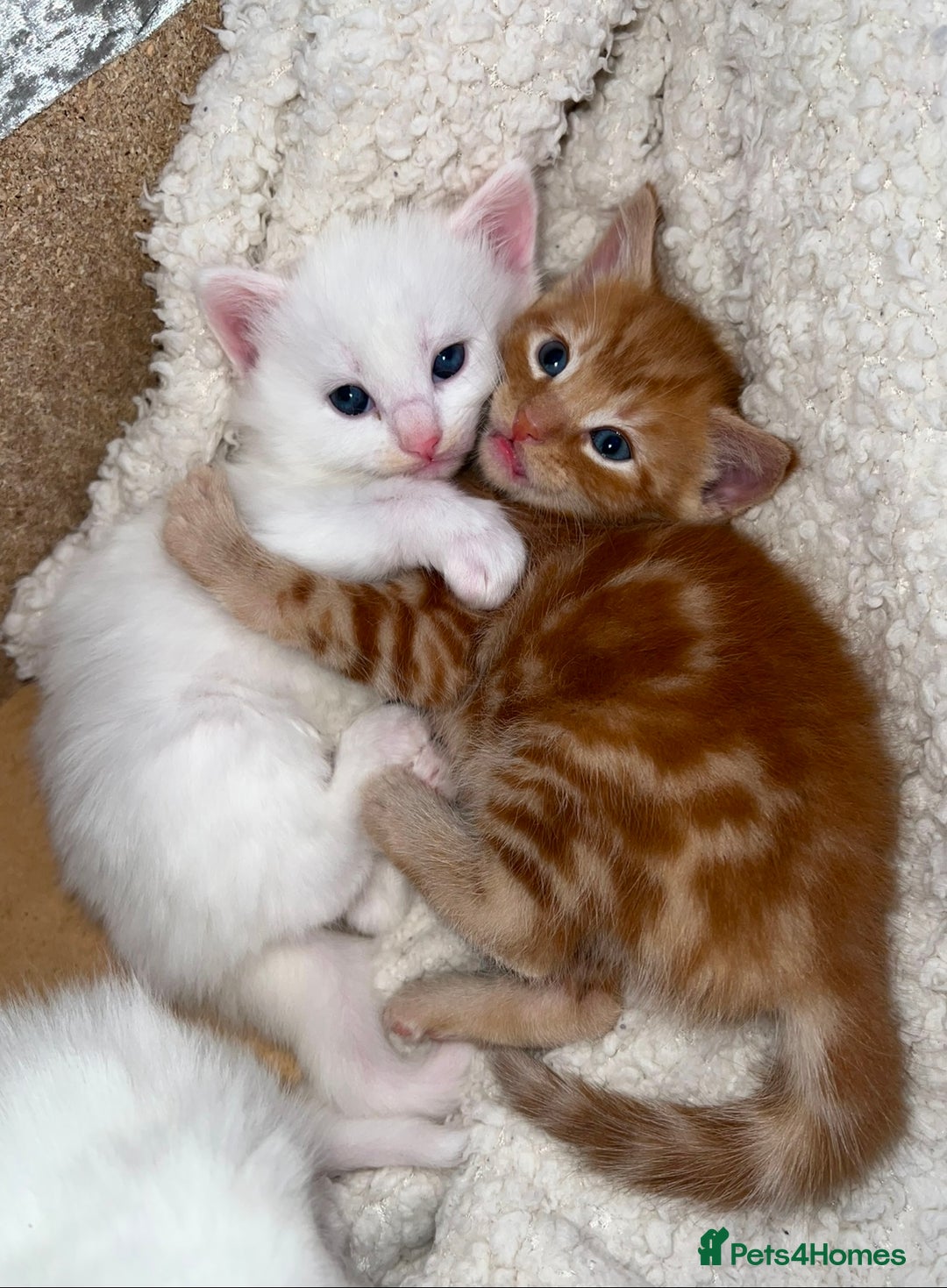 Mixed Breed cats for sale: Adorable kittens🐾 - Image 3