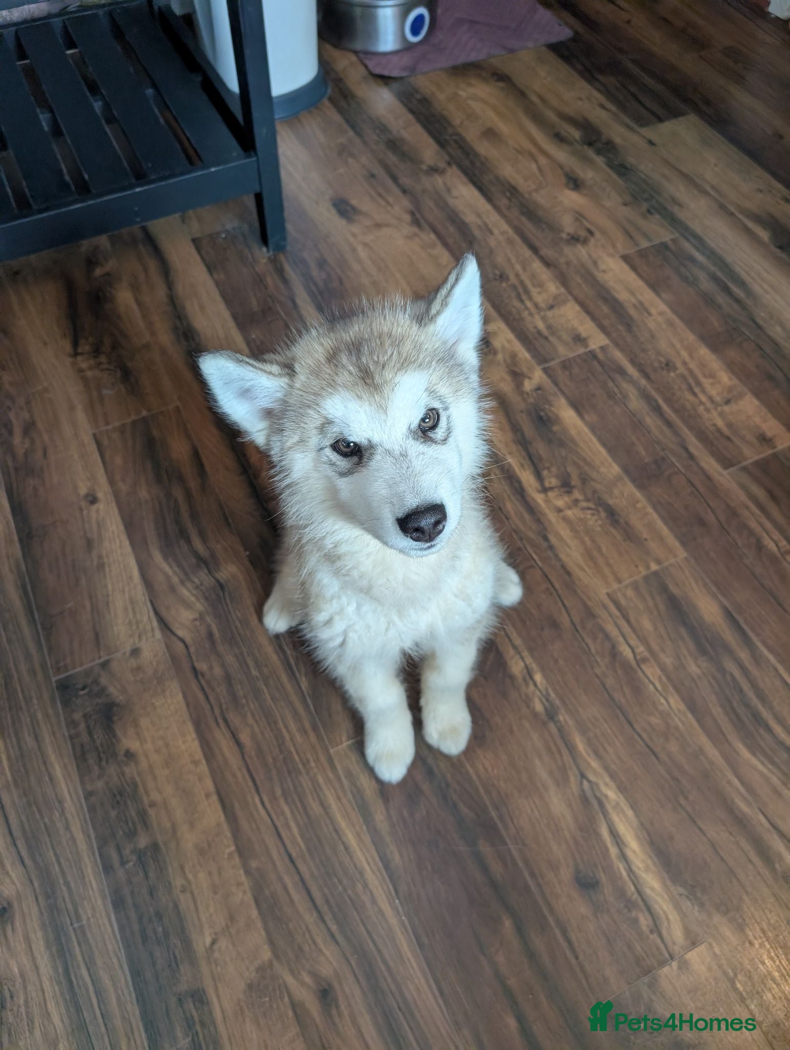 Alaskan Malamute dogs KC Registered Alaskan Malamute pups - Advert 7
