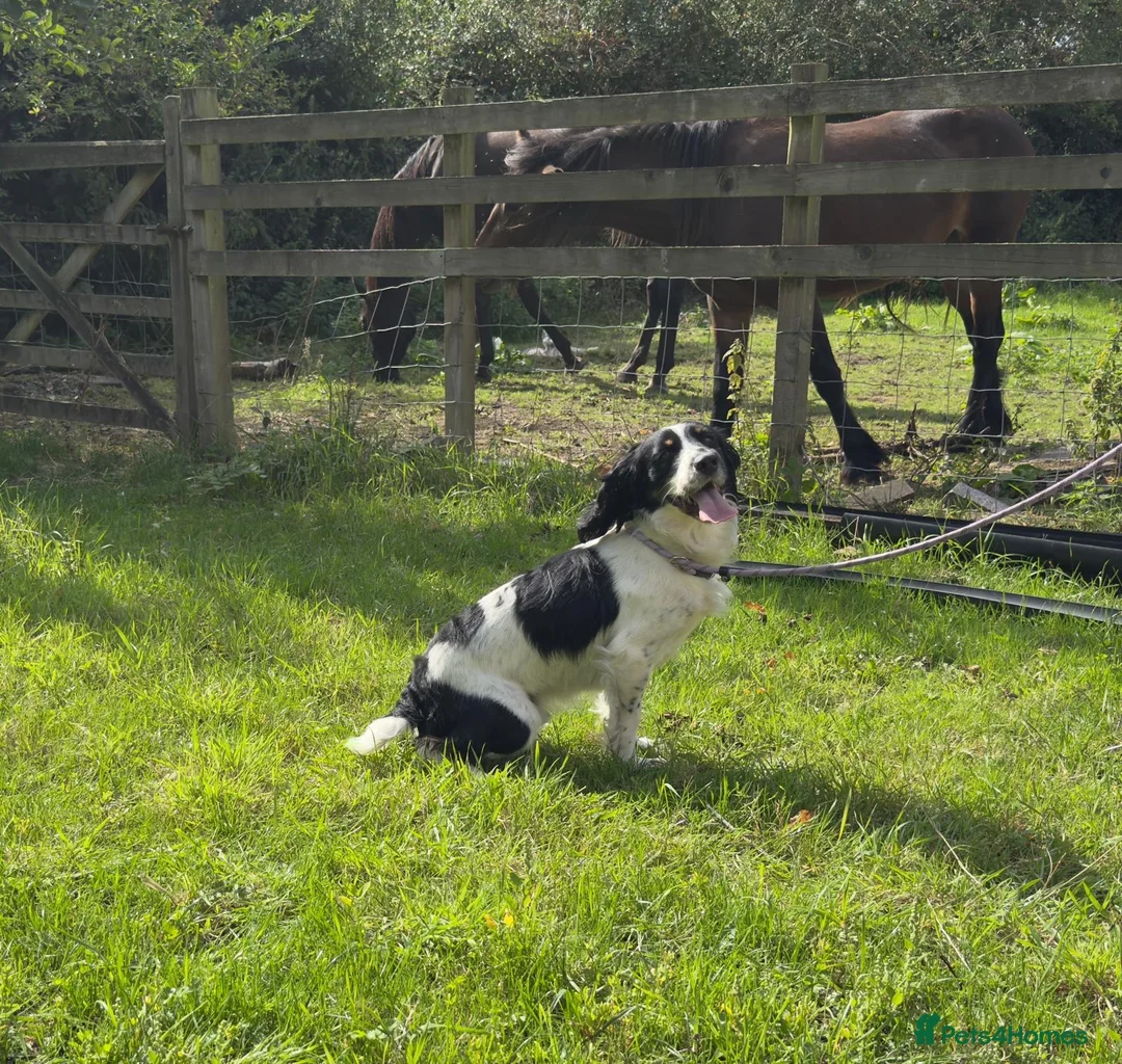 Cocker Spaniel dogs for sale: Tri coloured working cocker spaniel - Advert 5