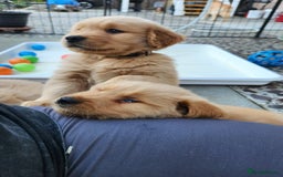 Golden Retriever dogs for sale: Lovable Kc Golden Retriever Puppies Available Now - Image 3