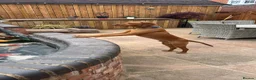 Hungarian Vizsla dogs for sale: Hungarian Vizsla (Bert) - Advert 3