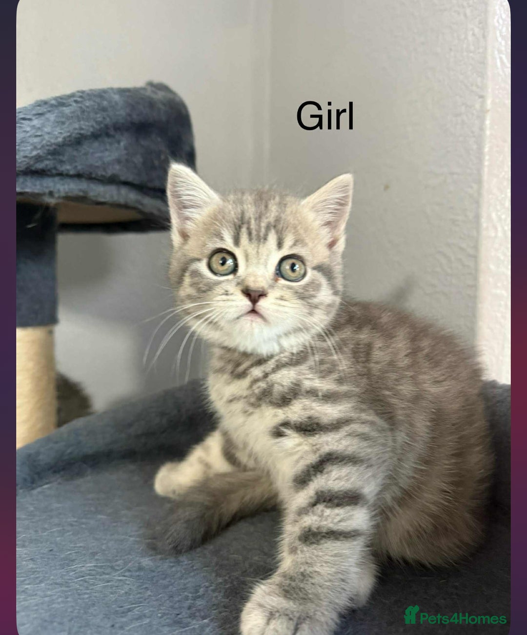 Scottish Fold cats for sale: scottish fold kittens  - Image 14