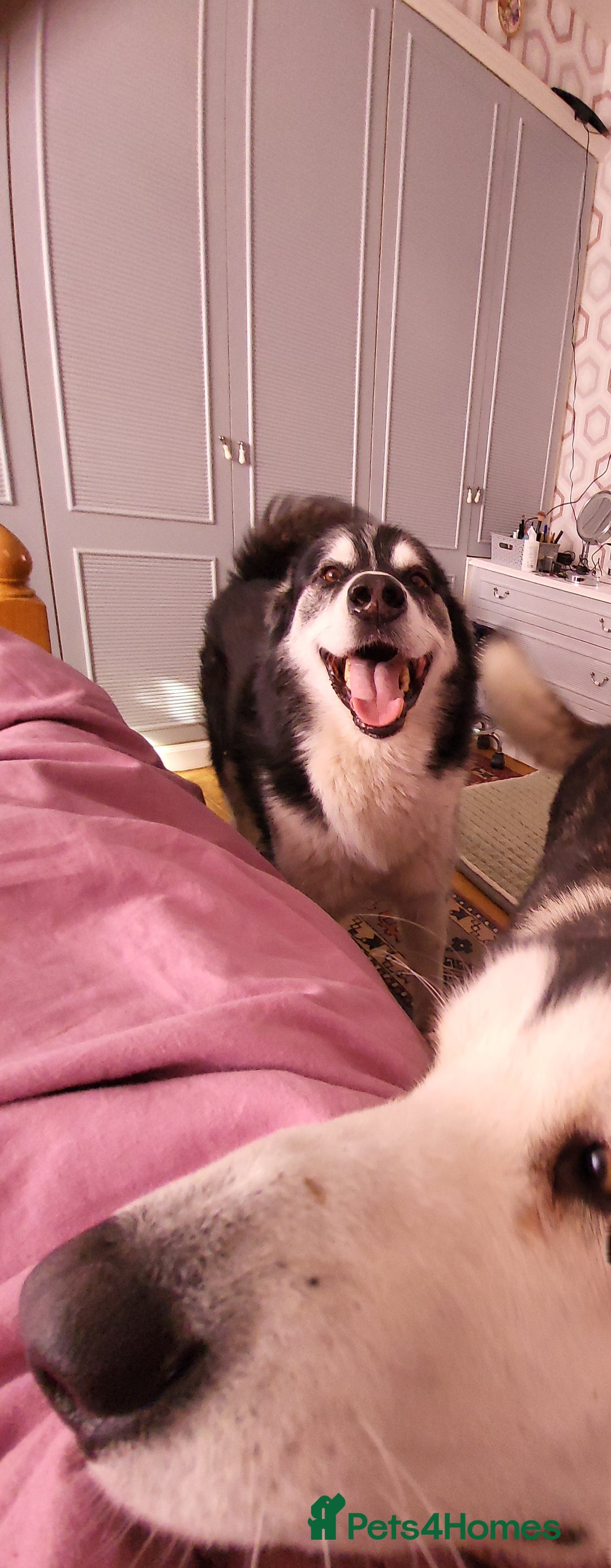 Mixed Breed dogs for sale: Alaskan Malamute puppies for sale - Image 7