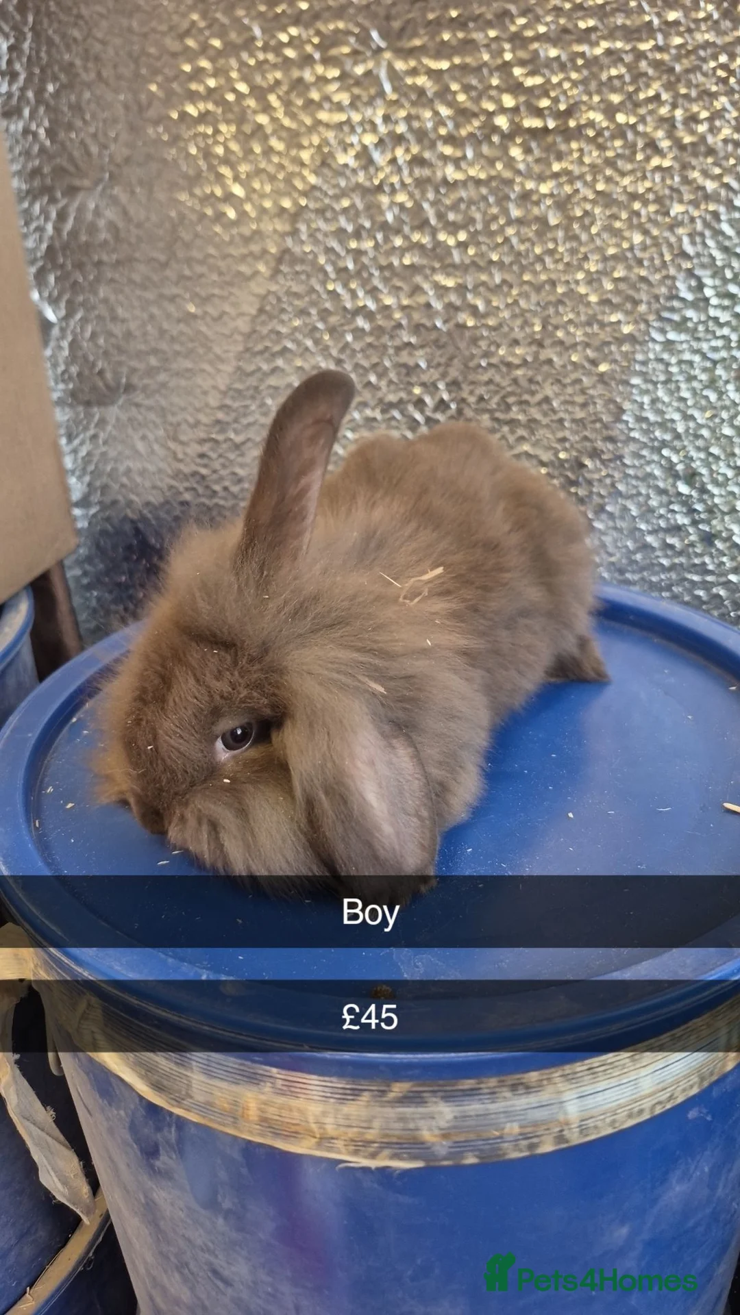 Lionhead rabbits for sale: Lionhead Baby Rabbits 8 weeks (Friendly) - Advert 2