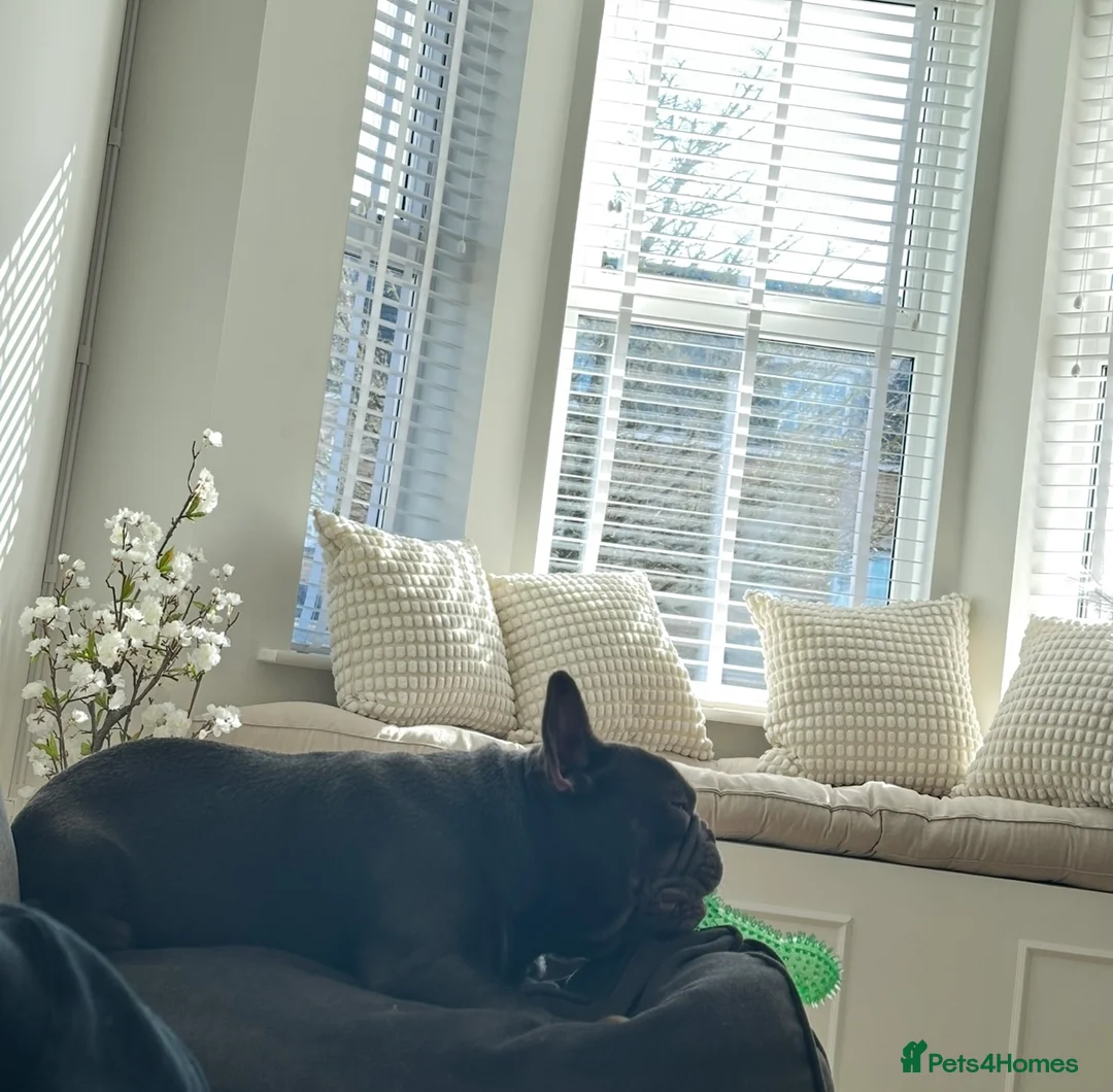 French Bulldog dogs for stud: PROVEN - Beautiful French Bulldog For Stud in Weston-super-Mare - Advert 6