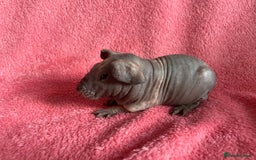 Guinea Pig rodents for sale: skinny pigs and werewolf’s  - Image 6