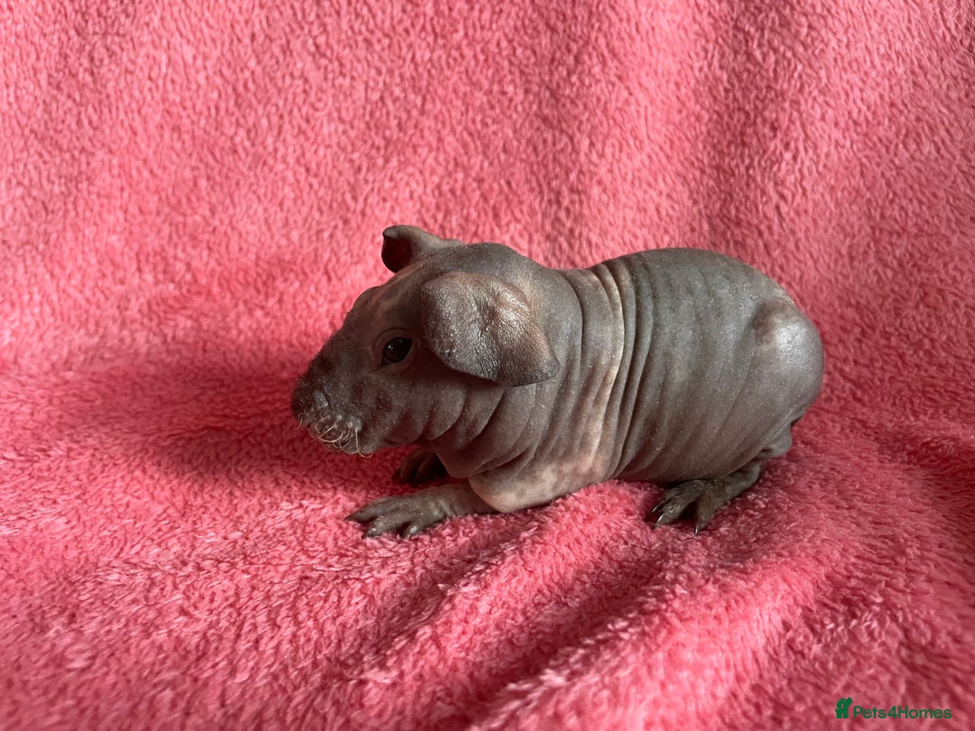 Guinea Pig rodents for sale: skinny pigs and werewolf’s  - Image 6