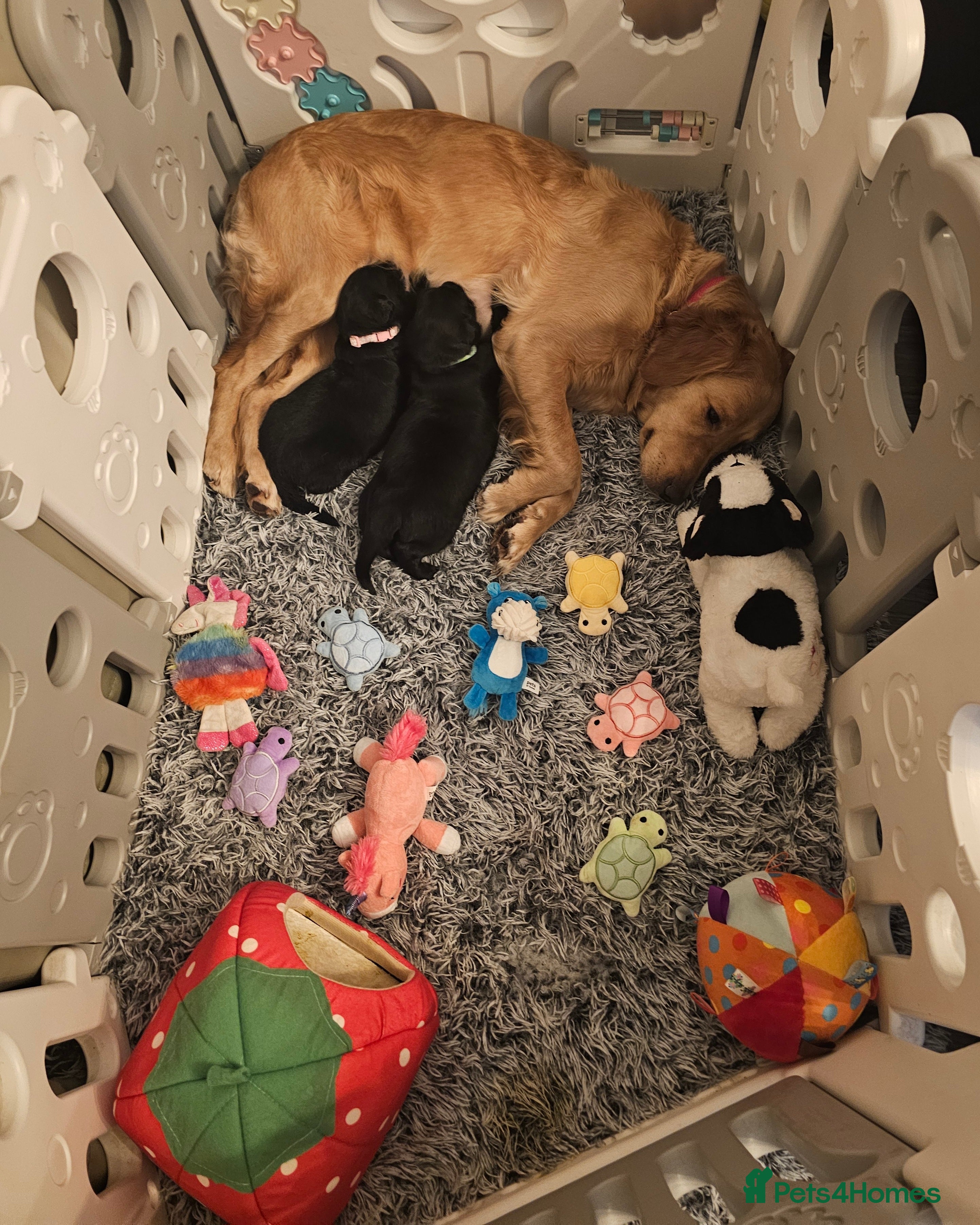 Mixed Breed dogs Golden Shepherd pup - Advert 18