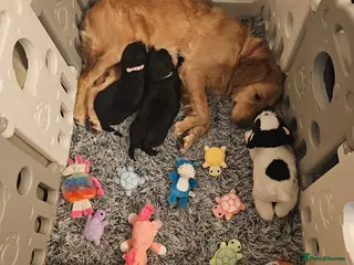 Mixed Breed dogs Golden Shepherd pup - Advert 18