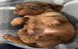 Miniature Dachshund dogs for sale: Stunning miniature wire haired dachshunds  - Image 21