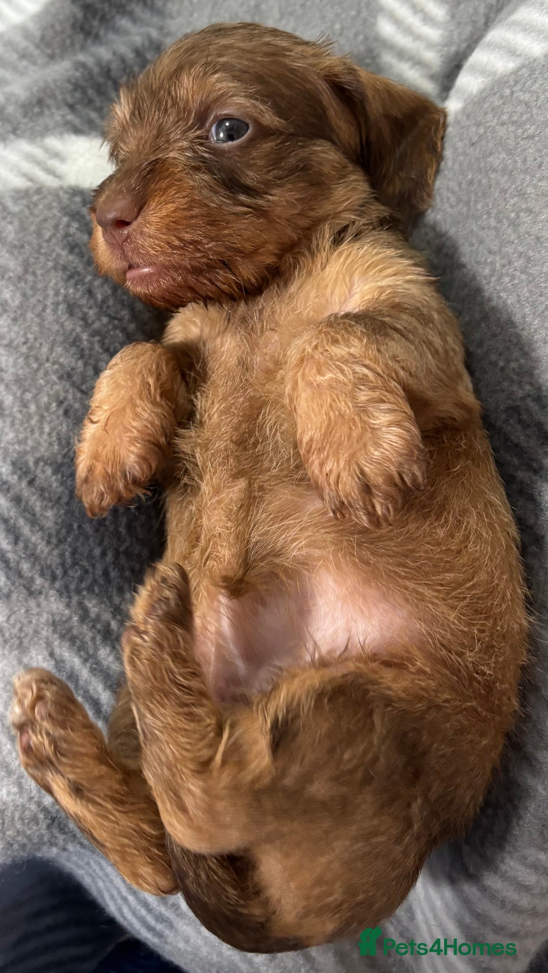 Miniature Dachshund dogs for sale: Stunning miniature wire haired dachshunds  - Image 21