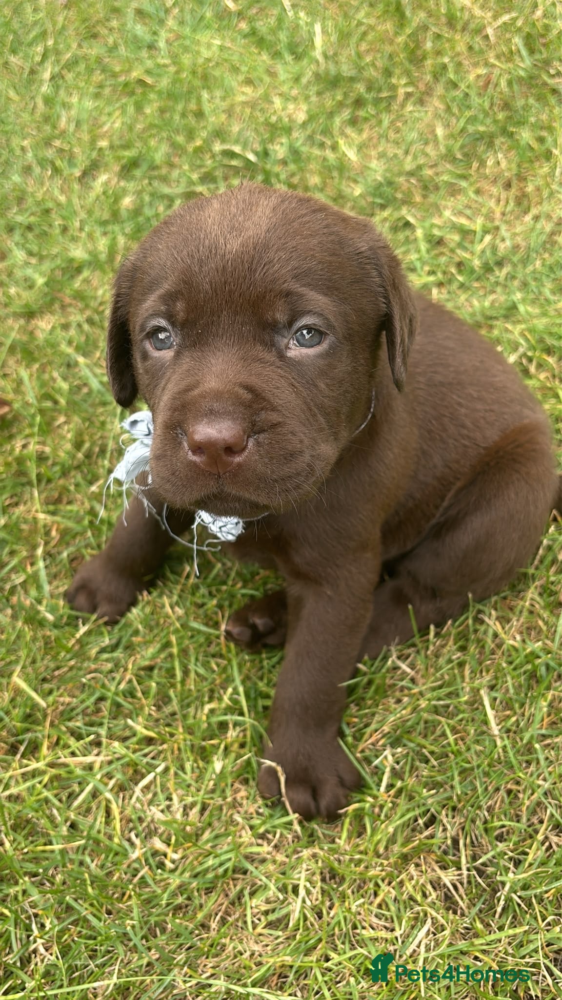 Labrador Retriever dogs Wonderful KC Chocolate Labrador Pups for Sale - Advert 2