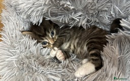 Ragdoll cats for sale: Ragdoll cross Persian kittens - Image 9