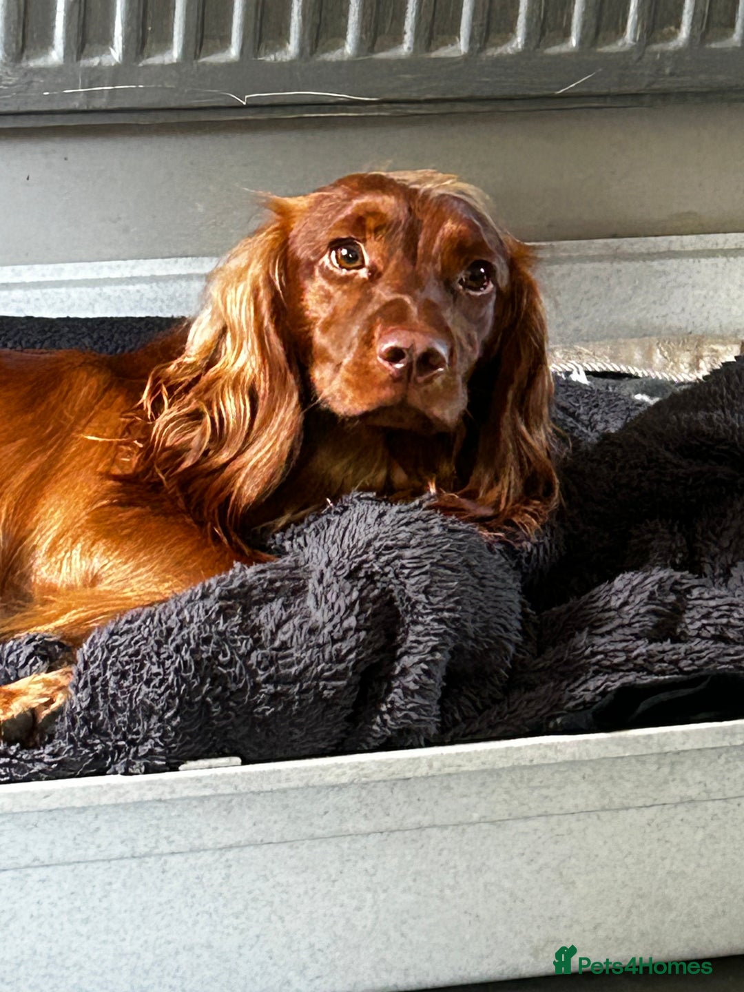 Cocker Spaniel dogs for sale: Fox red cocker male  - Image 4