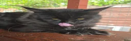 Maine Coon cats for sale: Red Maine Coon XXL Kittens - Advert 18
