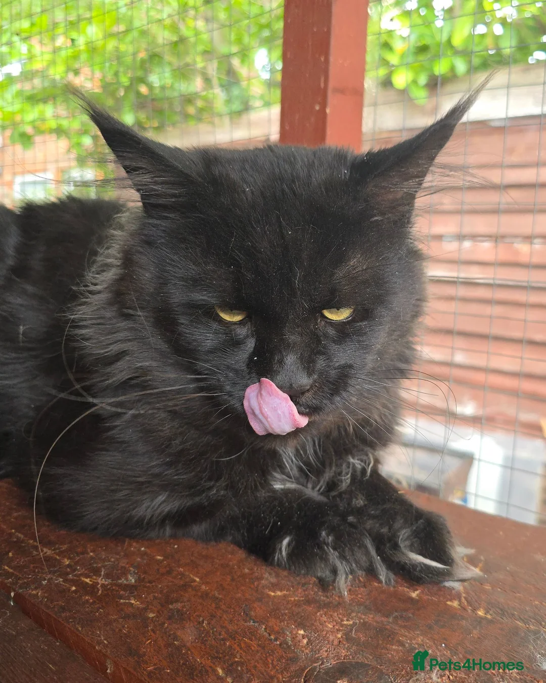Maine Coon cats for sale: Red Maine Coon XXL Kittens - Advert 18