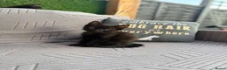 American Shorthair cats for sale: Cute black and grey kittens  in Northampton - Advert 37