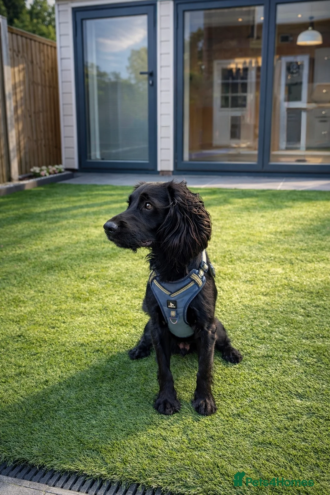 Cocker Spaniel dogs for sale: Puppy cocker spaniel  - Advert 2