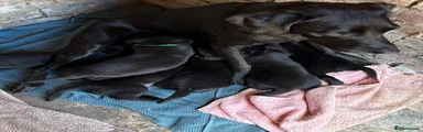 Labrador Retriever 3