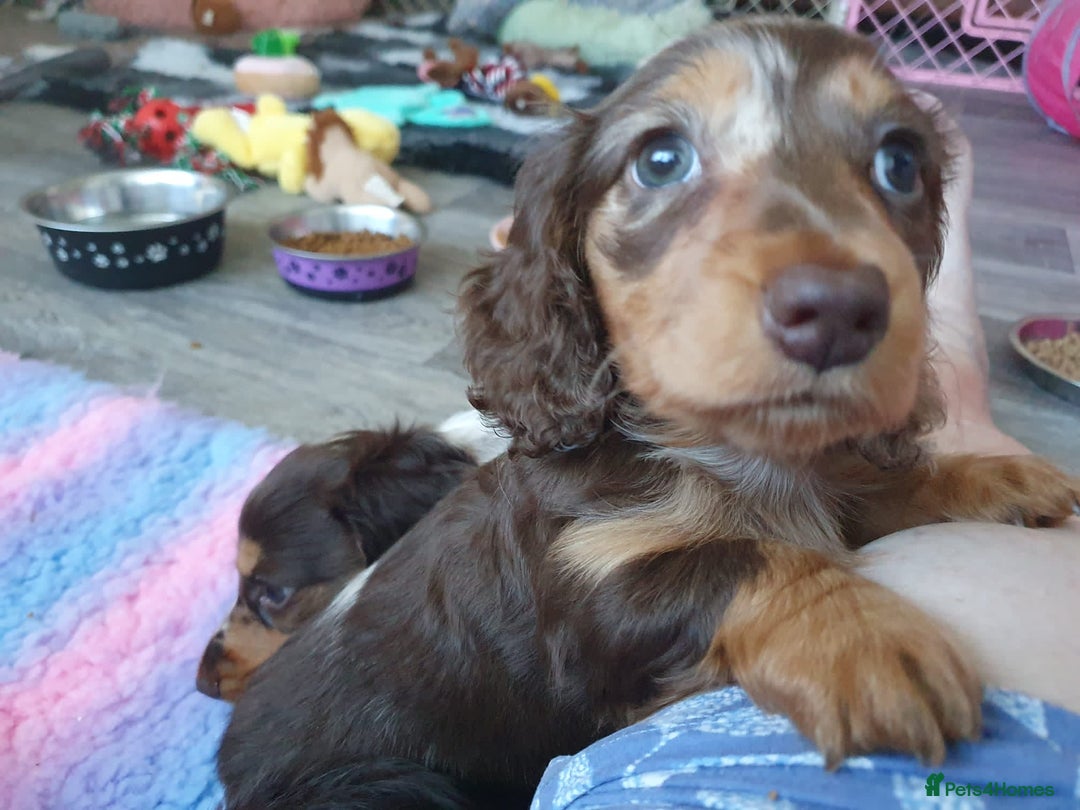 Miniature Dachshund dogs for stud: Long-haired miniature Dachshund in Hitchin - Advert 22