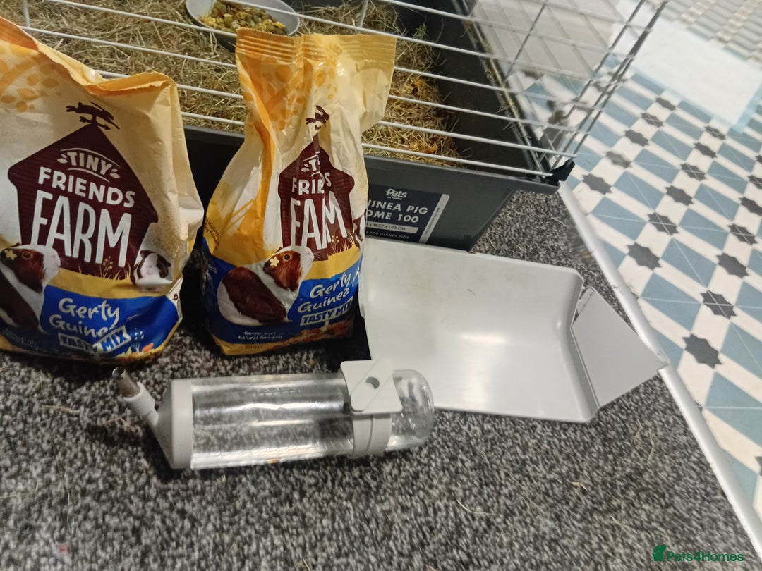 Guinea Pig rodents for sale: 2 guinea pigs and full set up to a loving home - Advert 7
