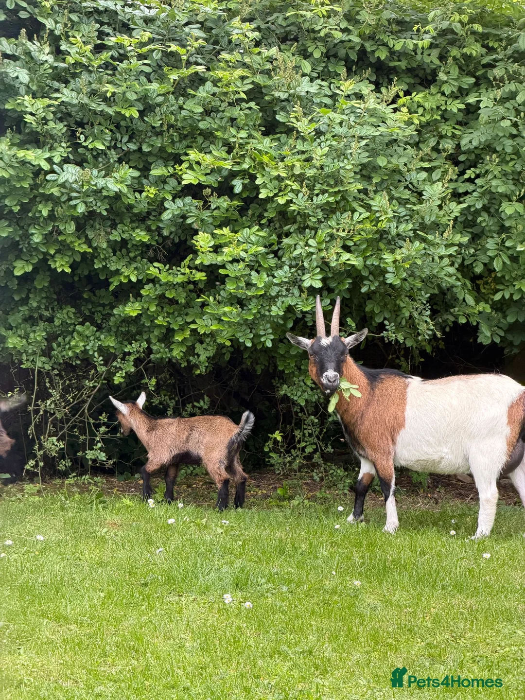 Goats livestock for sale: Beautiful tri coloured pigmy goat with kid at foot in Cowbridge - Advert 2