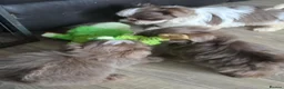 Shih Tzu dogs for sale: Amazing imperial shih tzu puppies ready now - Advert 14