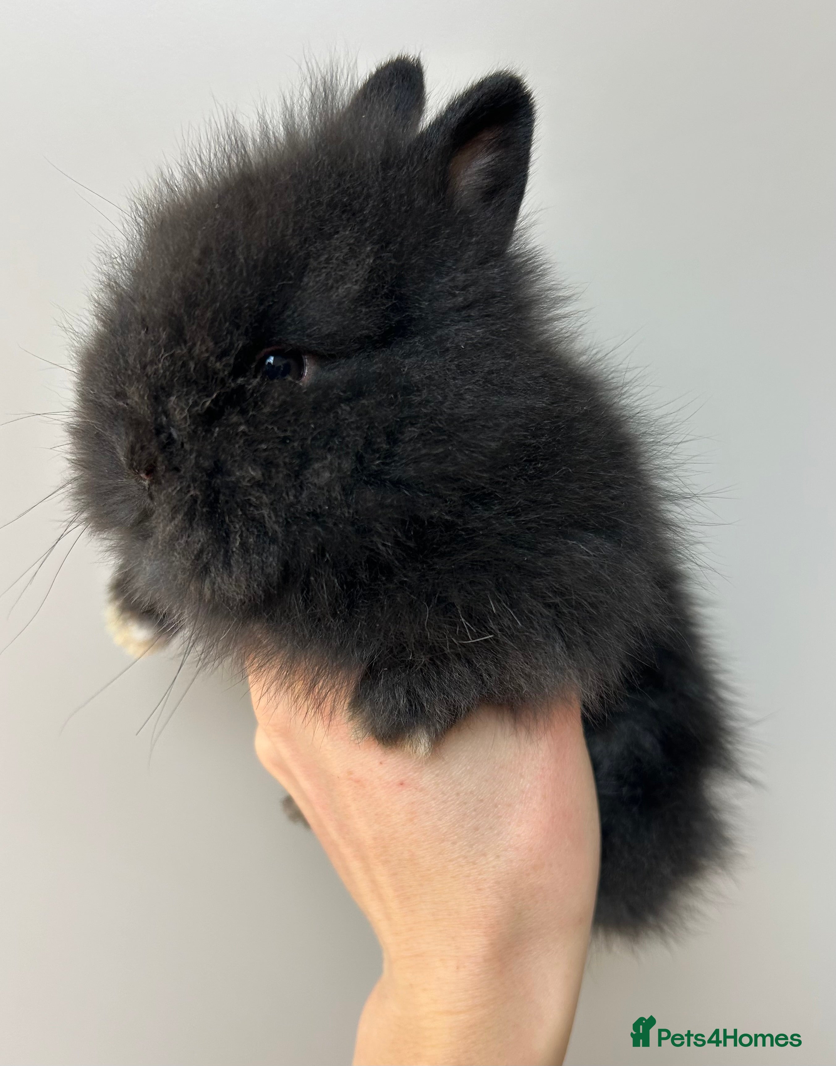 Lionhead rabbits Double-maned Lionhead Bunnies  - Advert 13