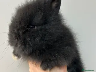Lionhead rabbits Double-maned Lionhead Bunnies - Advert 13