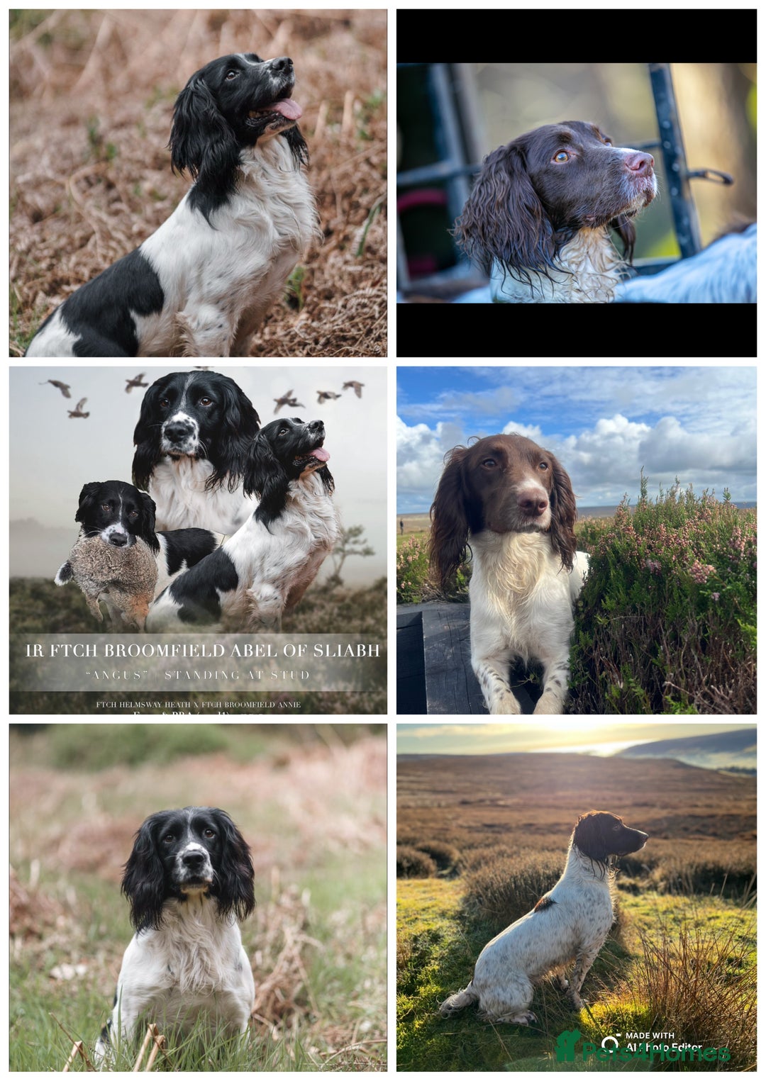English Springer Spaniel dogs for sale: FTCH WORKING SPRINGERS - Image 6