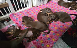 Miniature Dachshund dogs for sale: Miniature Dachshund Puppy - Image 18