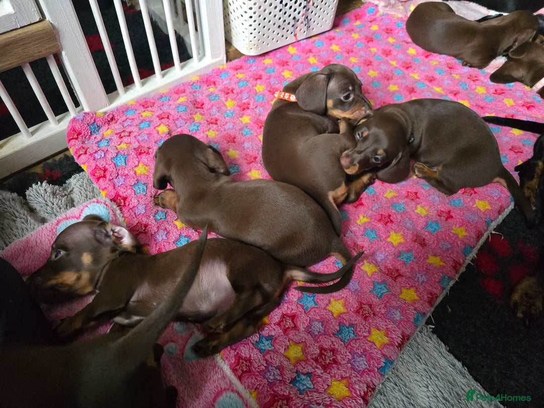 Miniature Dachshund dogs for sale: Miniature Dachshund Puppy - Image 18
