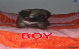 Shih Tzu dogs for sale: Shih tzu  - Image 13