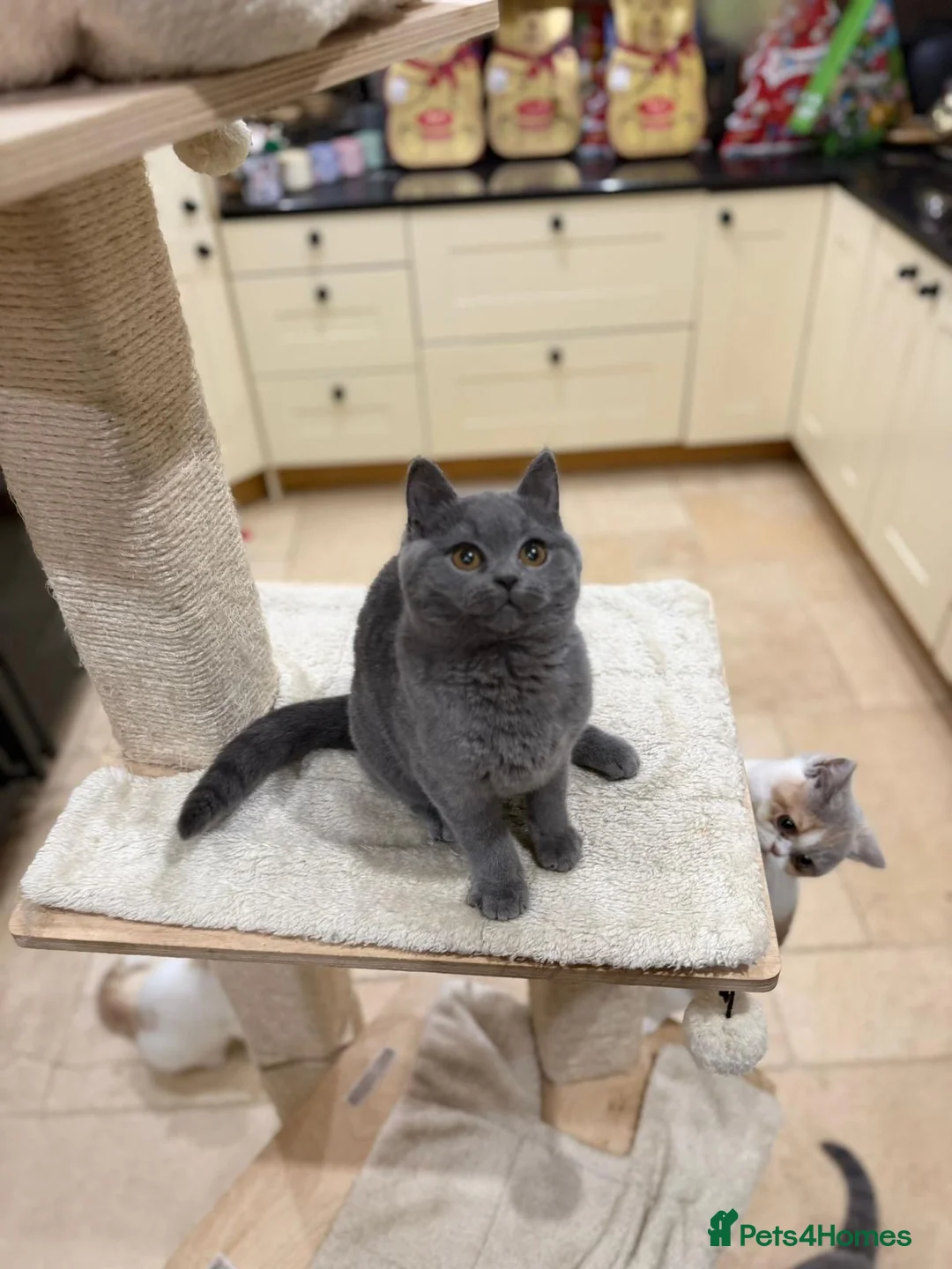 British Shorthair cats for sale: READY TO LEAVE😽Full Pedigree Registered BSH🌷 - Advert 3