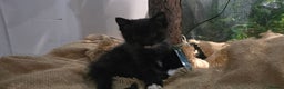American Shorthair cats for sale: Black and white kitten - Advert 3