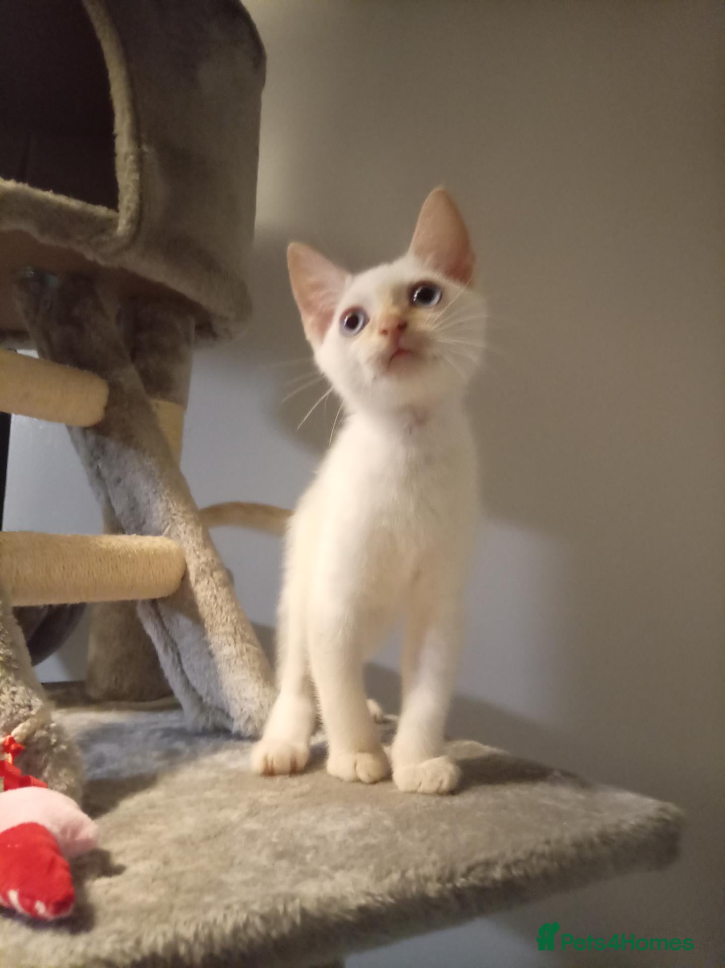 Mixed Breed cats Male cream point ragdoll cross kitten ready now  - Advert 7