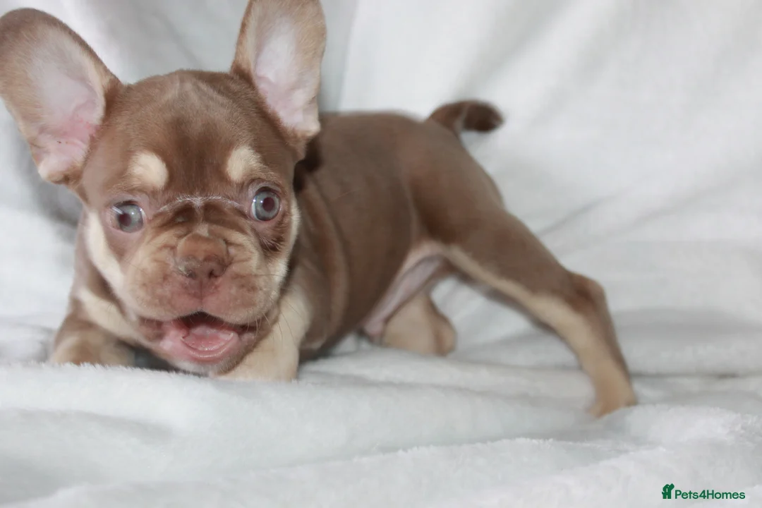 French Bulldog dogs for sale: RARE-NEW SHADE ROJO or LILAC FRENCHIES KC REG - Advert 6