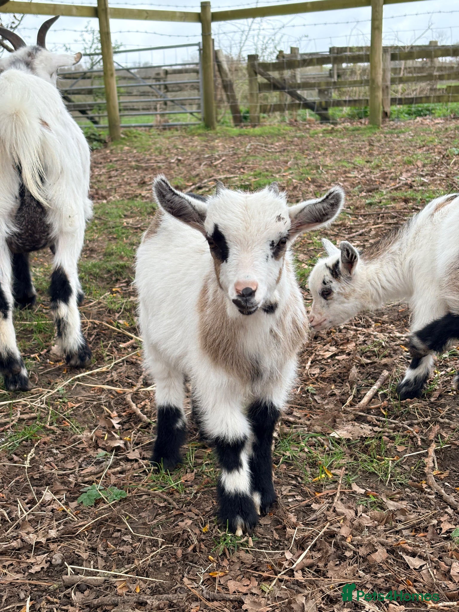 Goats livestock Pygmy Kids - 2 Does & 4 Wethers - Advert 1
