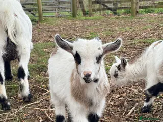 Goats livestock Pygmy Kids - 2 Does & 4 Wethers - Advert 6