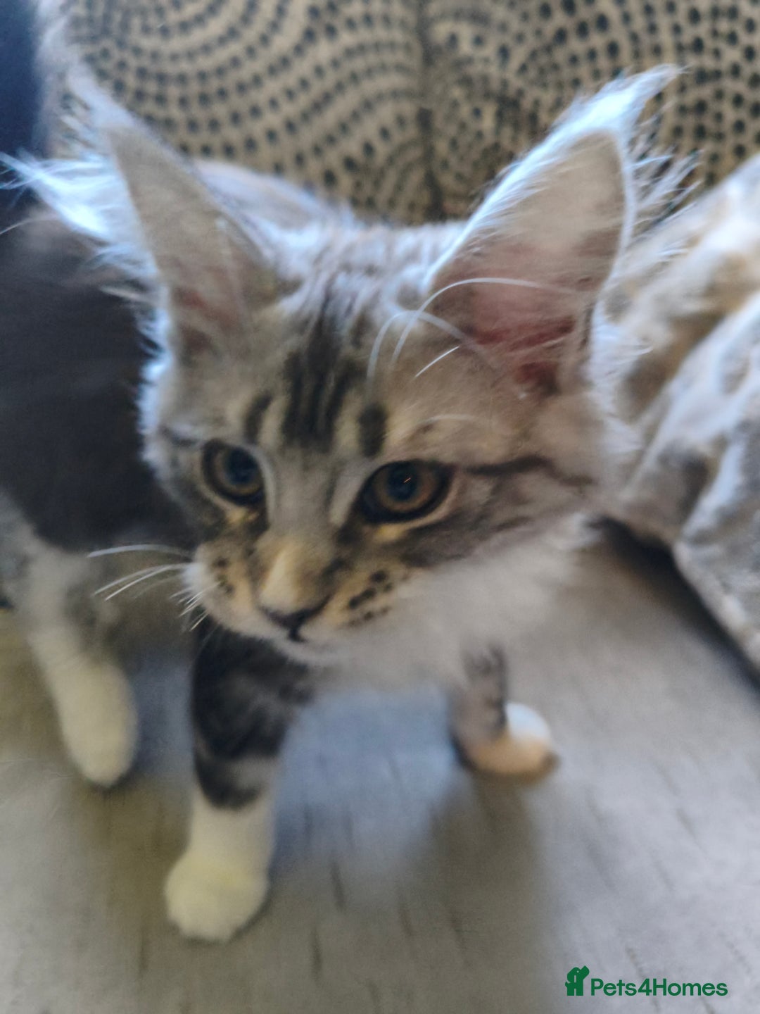 Maine Coon cats for sale: Striking Maine Coon girl - Advert 10