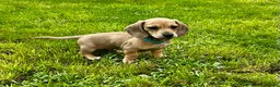 Miniature Dachshund dogs for sale: Cream mini dachshund KC reg boy - ready now - Advert 1