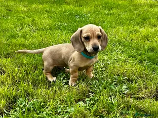 Miniature Dachshund dogs Cream mini dachshund KC reg boy - ready now - Advert 1