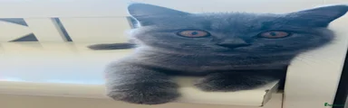 British Shorthair 2