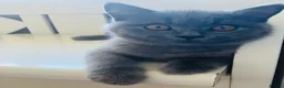 British Shorthair cats for sale: 💙 Blue British Shorthair 💙 - Advert 3