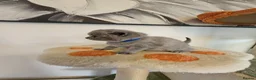 British Shorthair cats for sale: British Shorthair Blue & Lilac  - Advert 12