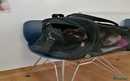 Mixed Breed cats for adoption: 💙🐱 OREO & SHADOW 😺💙 - Image 15