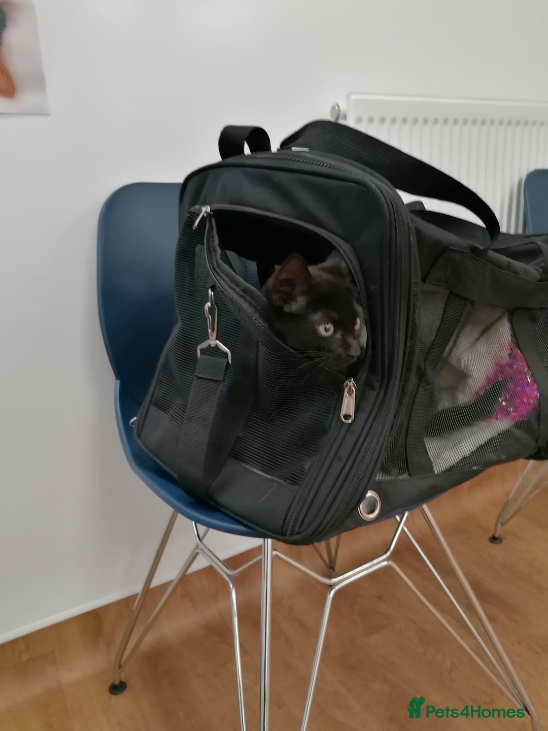 Mixed Breed cats for adoption: 💙🐱 OREO & SHADOW 😺💙 - Image 15