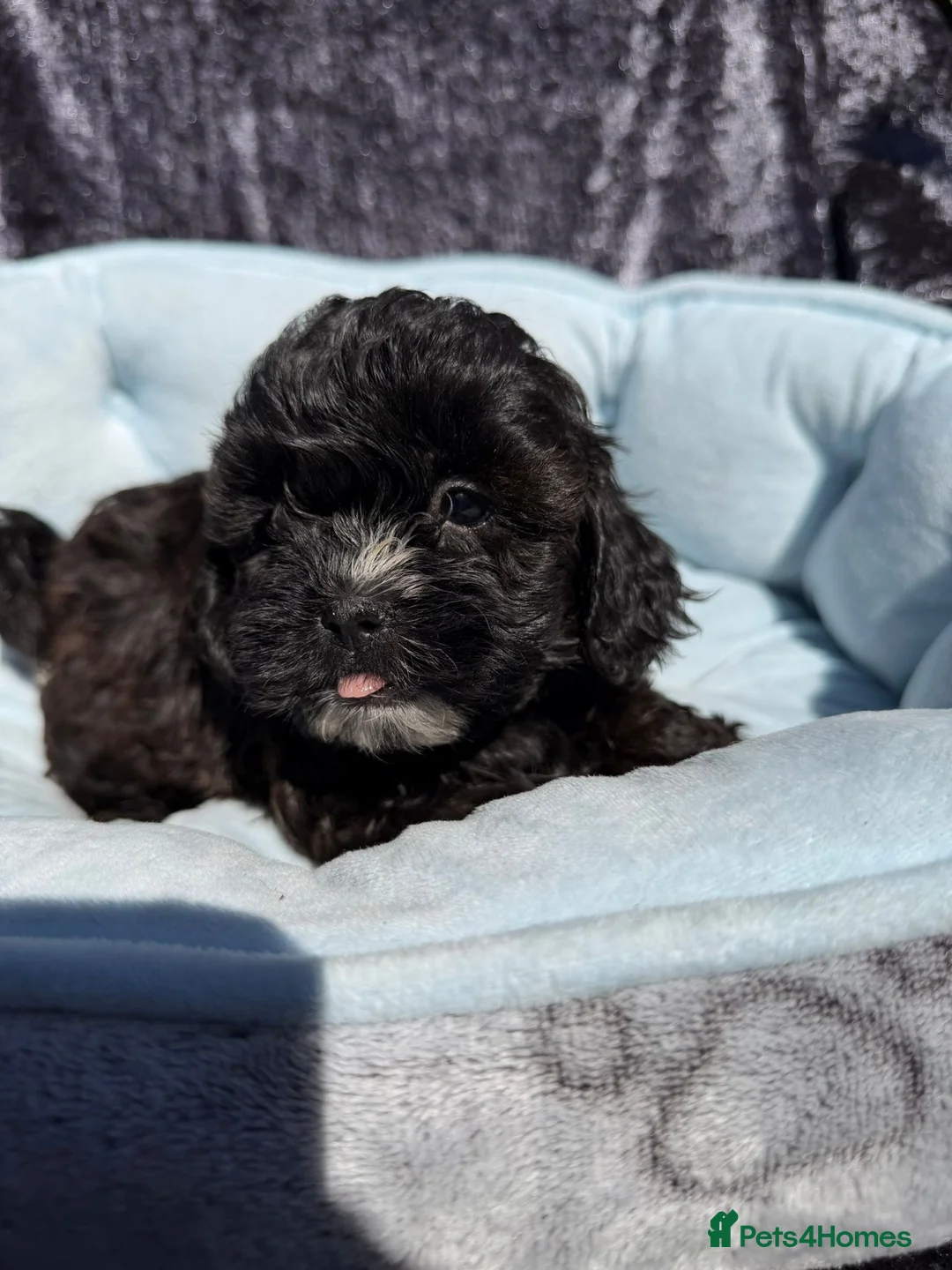 Shihpoo dogs for sale: Health Tested,READY TO GO - Advert 28
